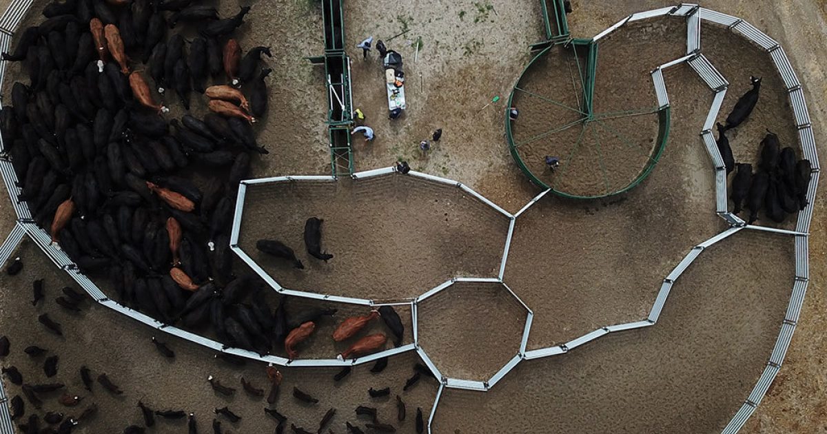 Cattle Handling Concepts & Ideas | Arrowquip