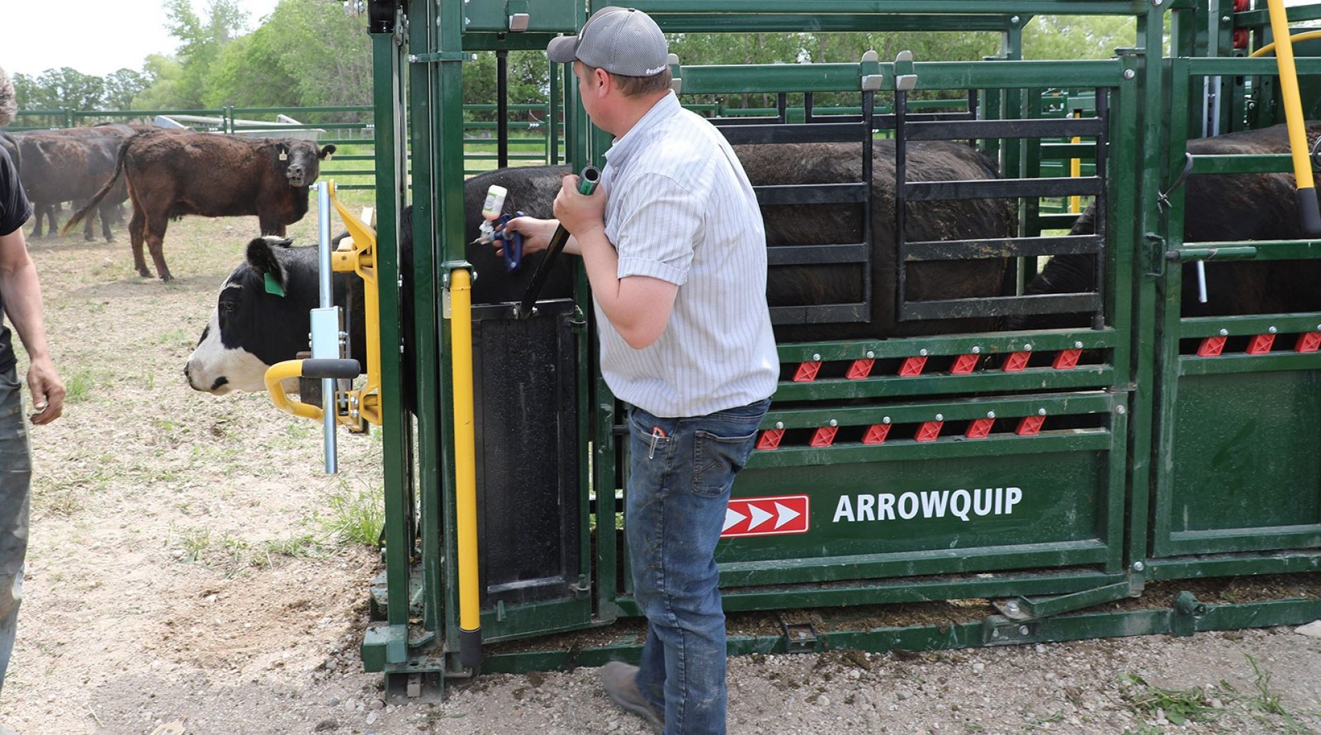 Needle Access on Cattle Chute