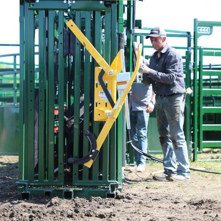A black calf walking inside of a Q-Power 107 Series hydraulic cattle crush