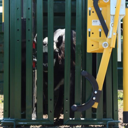 3e head gate with calf 2