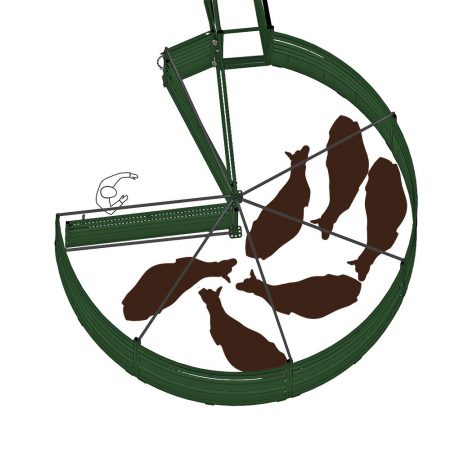 cattle see open cattle race access