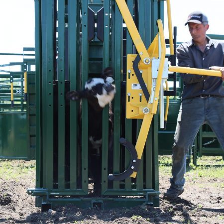 Calf inside caught using Arrowquip's yoke gate