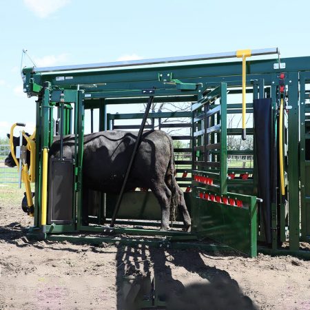 The clipping rail being used on a cow inside a cattle crush