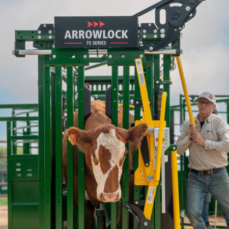 Cattle in Headgate