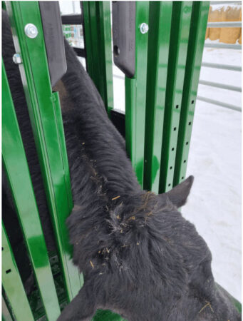 Bull catcher holding bull