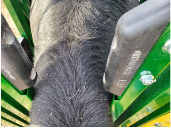 Bull catcher offers better grip