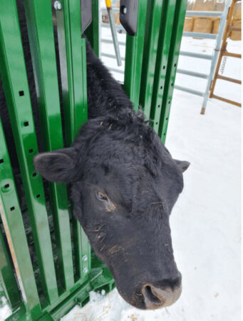 Bull using bull catcher in crush