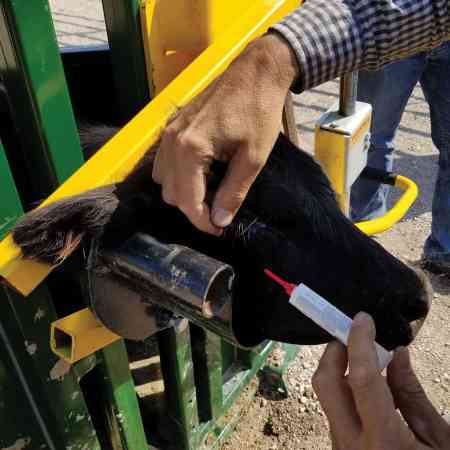 Calf Eyemeds treatment in head scoop