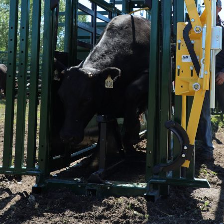 Cow with sternum bar