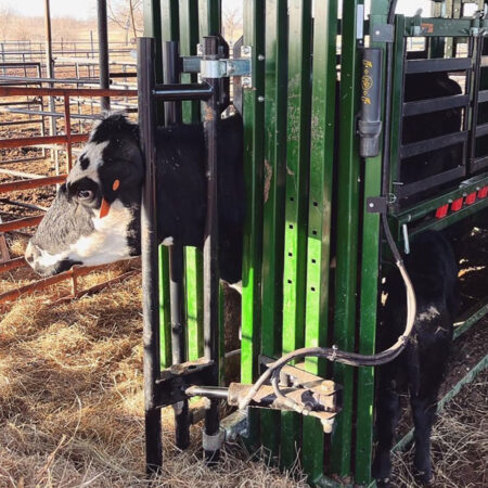 Head sweep with cow on Q-Power 104 Series crush