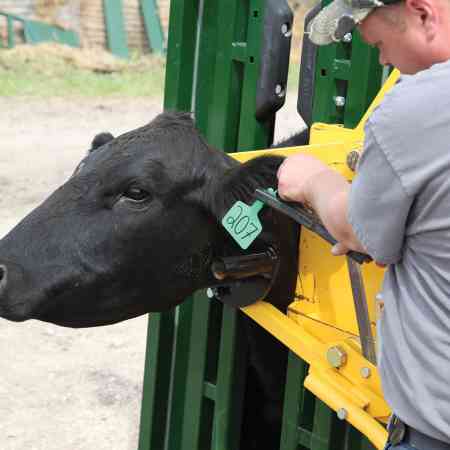 Cattle in head scoop getting ear tags