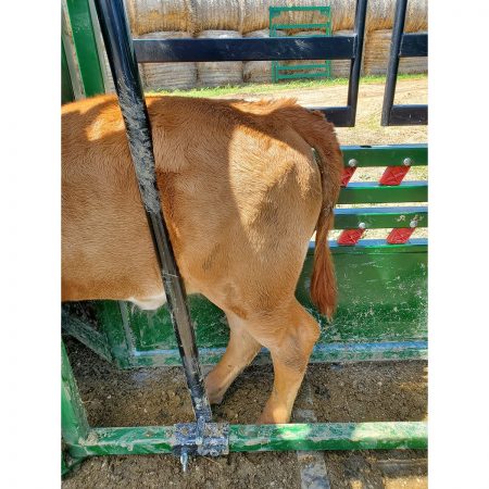 clipping rail with a calf inside a cattle crush