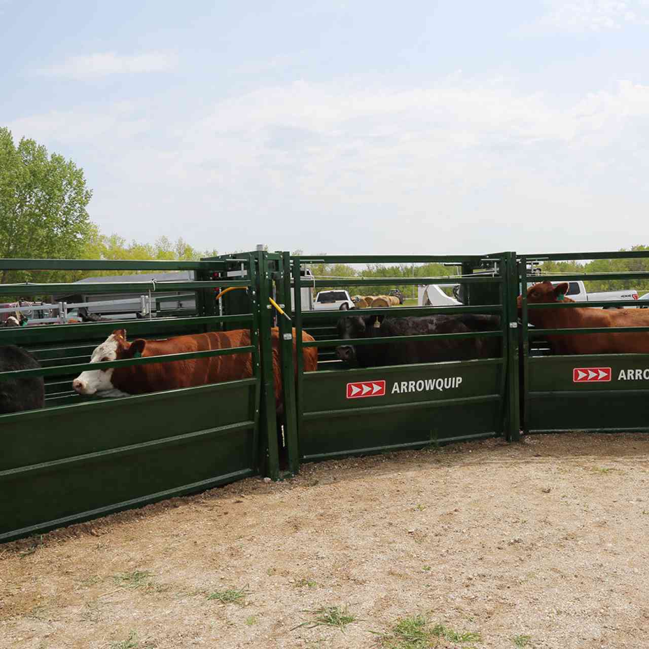 Curved Easy Flow adjustable cattle race with cattle going through