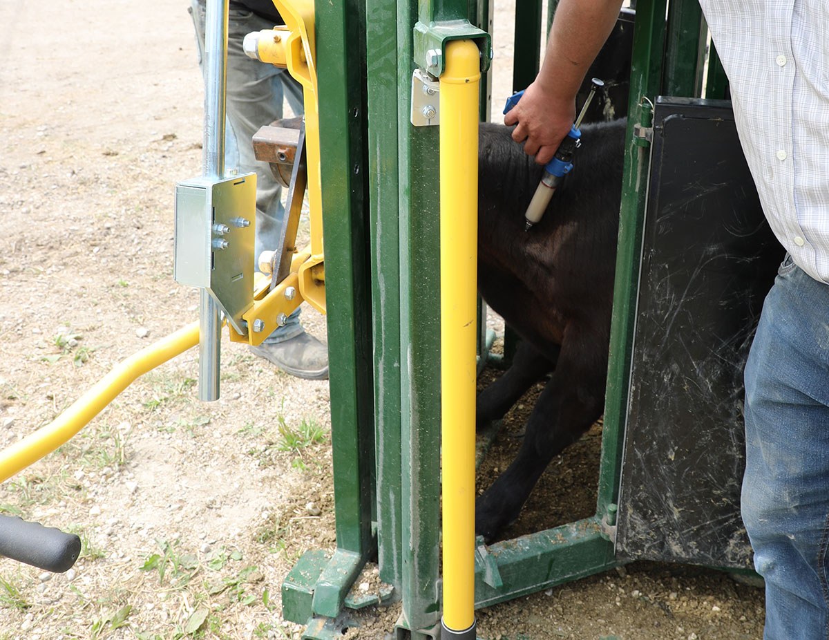Neck access on the Q-Catch 87 Series Cattle crush