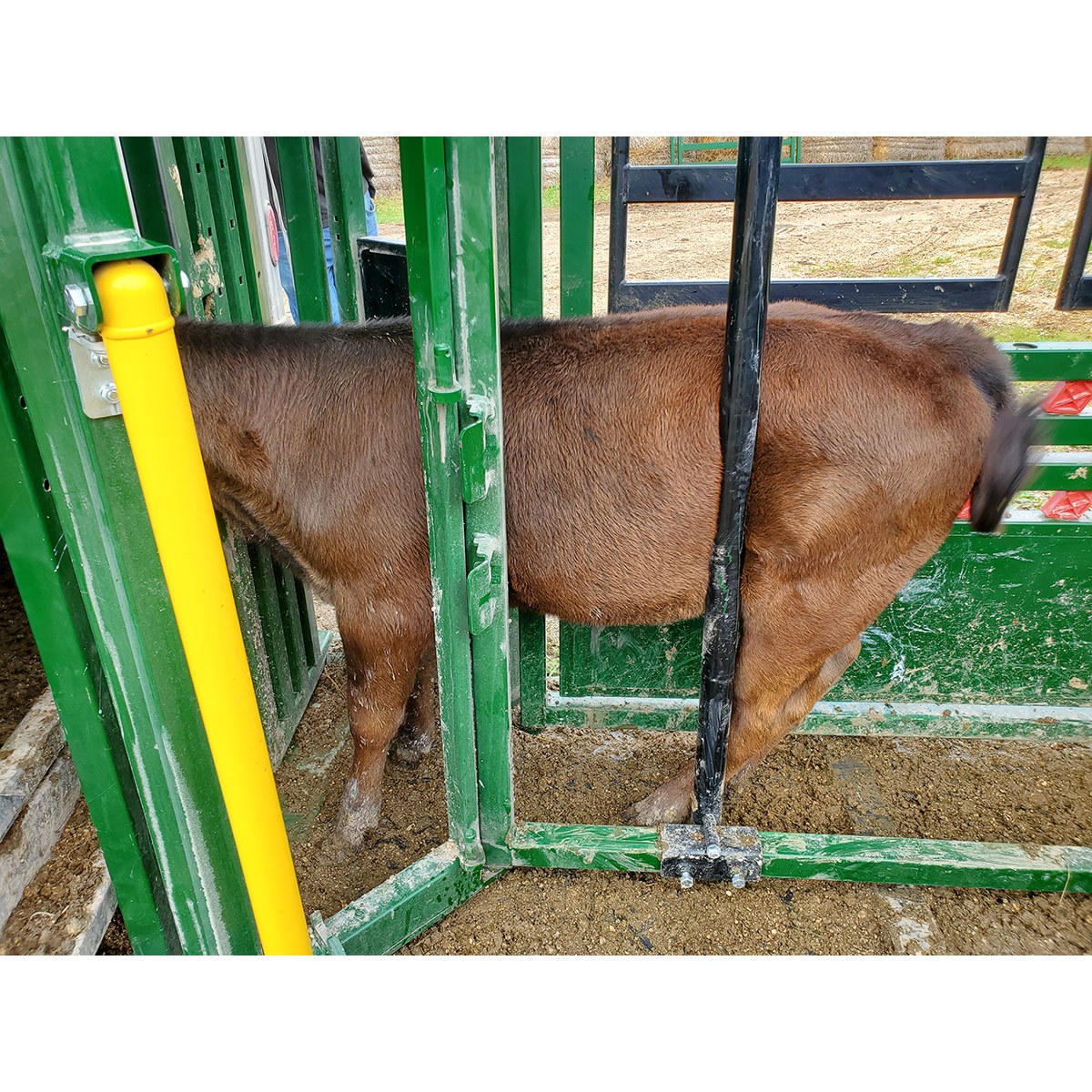 Calf being restrained by calf restrainer bar in Arrowquip chute