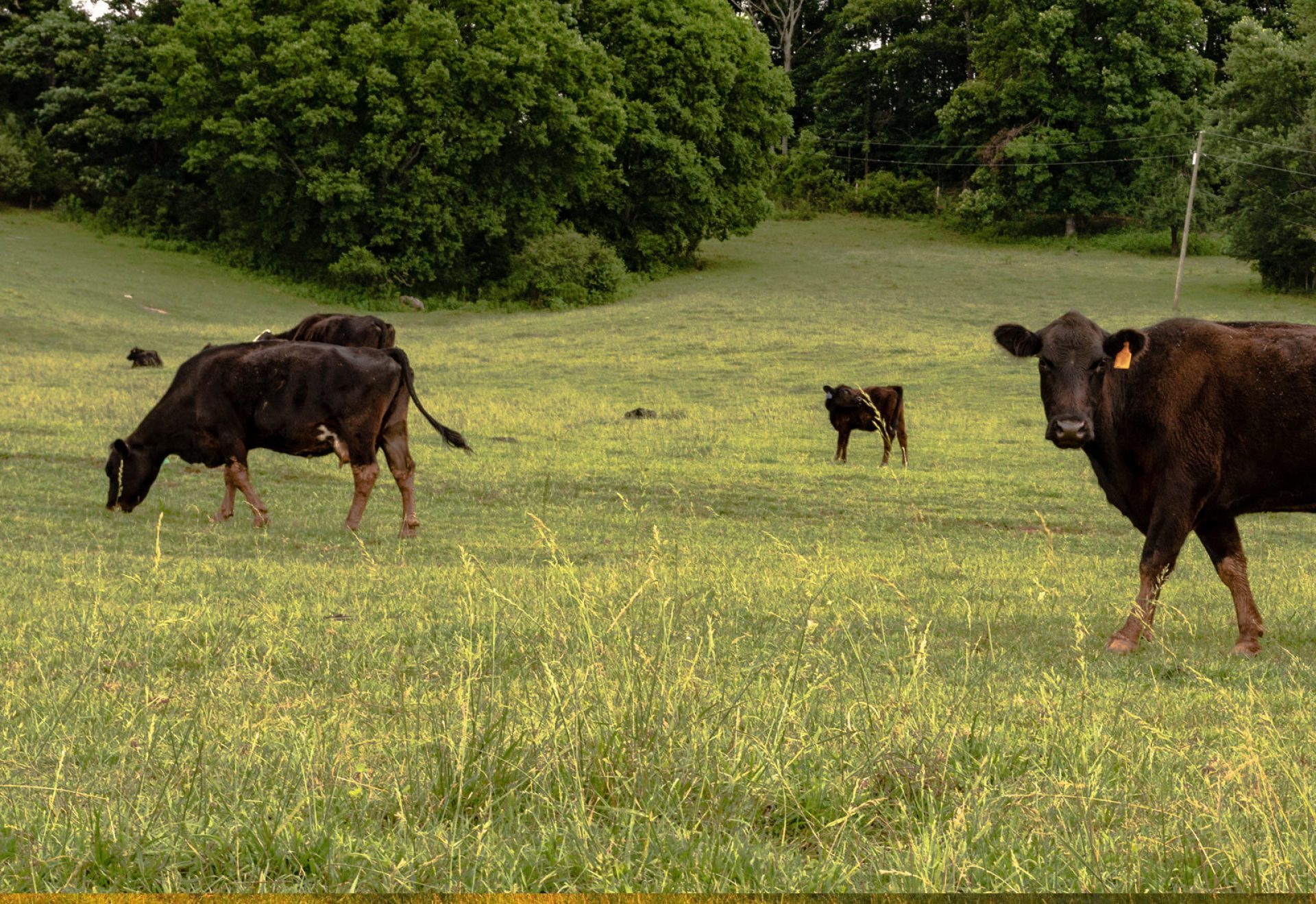 brown cows grazing pasture
