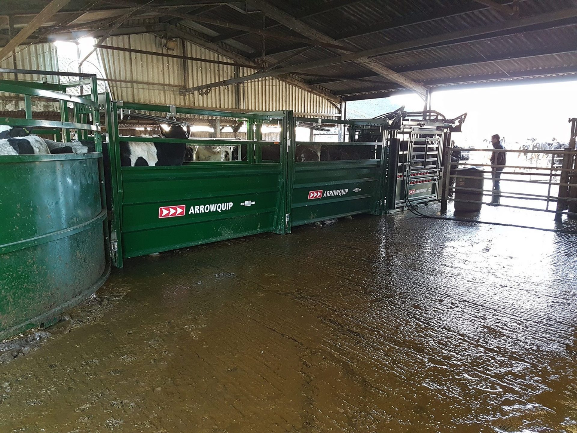 Cattle working system inside a building